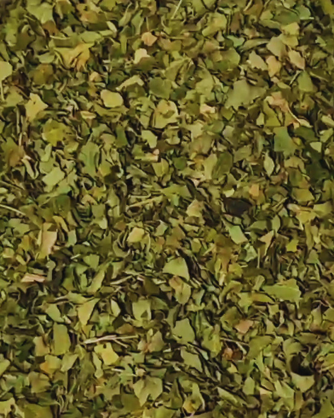 Moringa