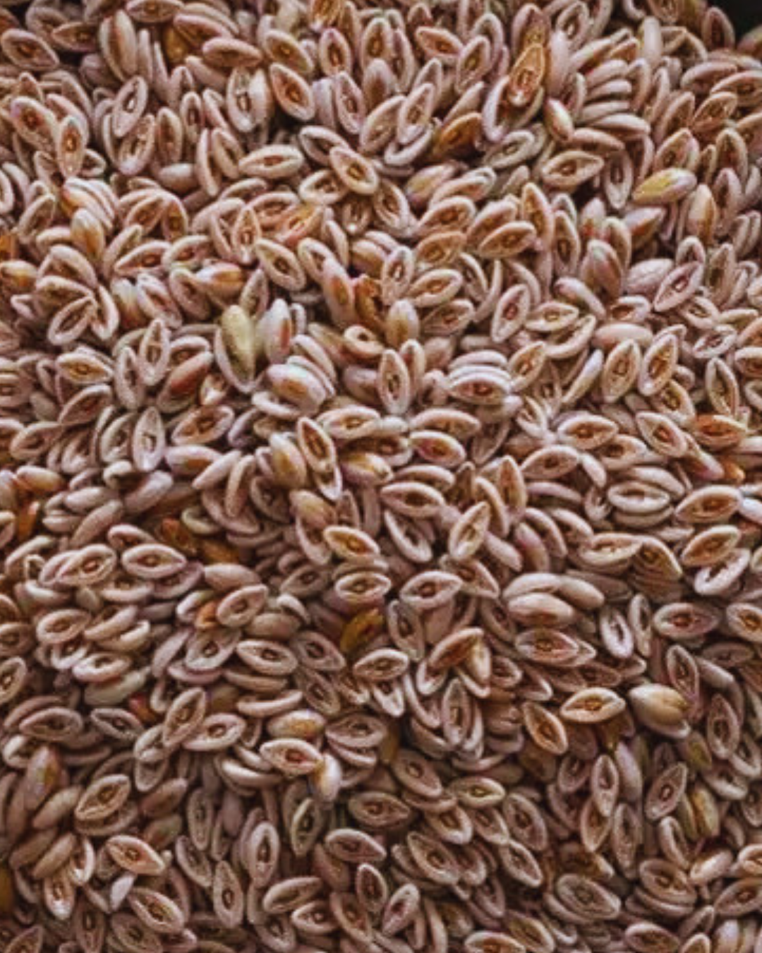 Psyllium Seed (Whole)