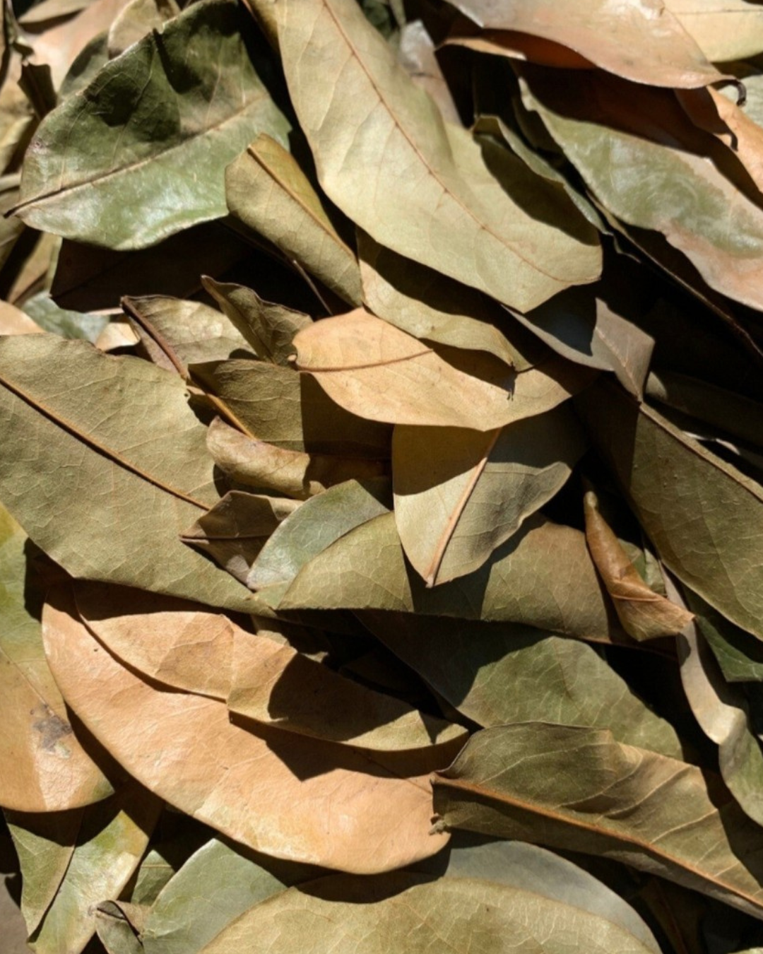 Soursop (Graviola) - Whole Leaves