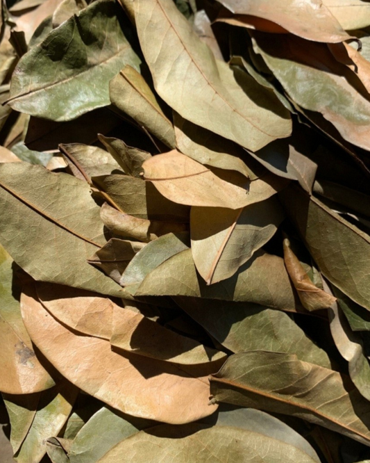 Soursop (Graviola) - Whole Leaves