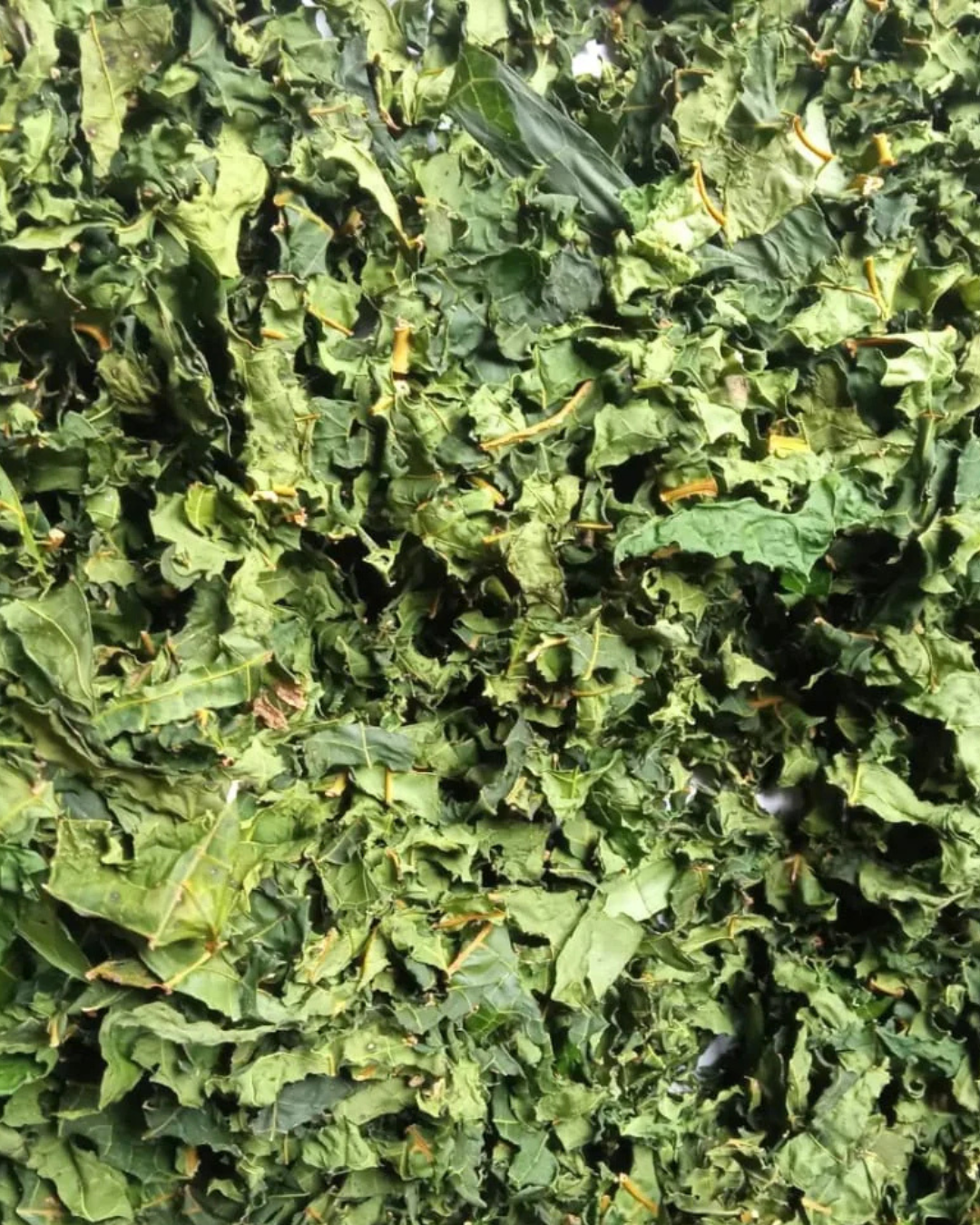 Papaya Leaf
