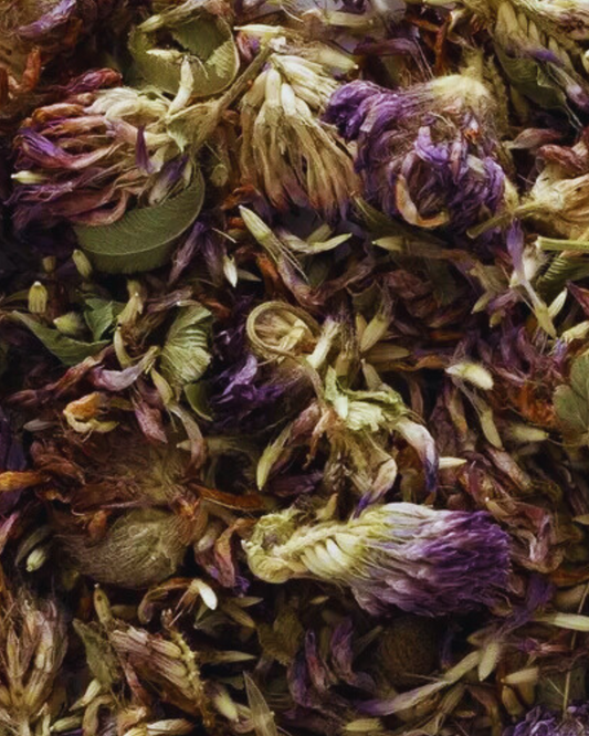 Red Clover Blossoms