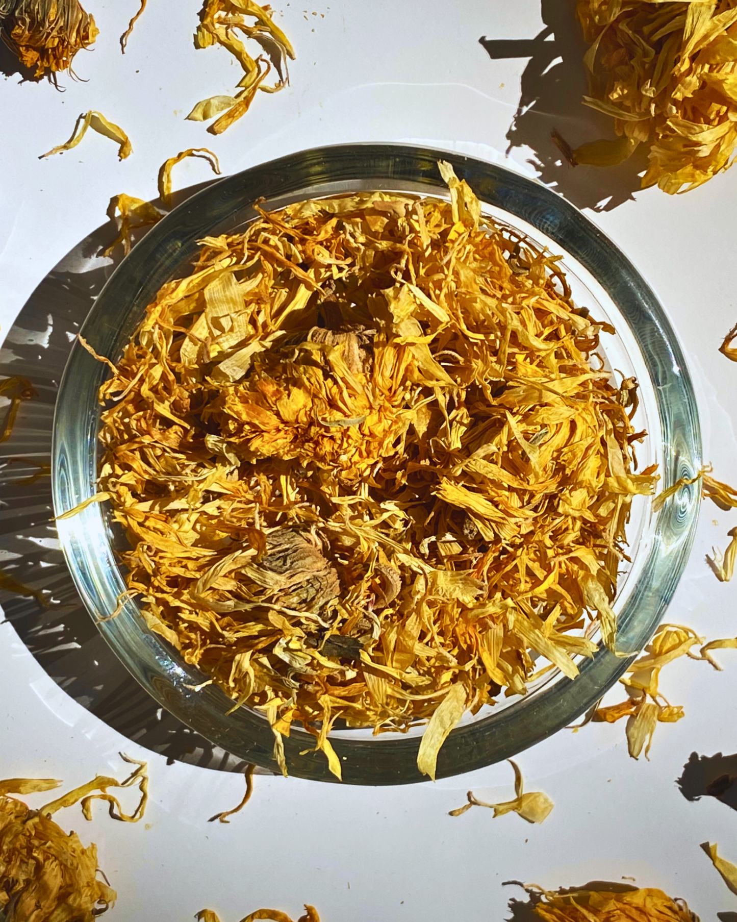 Calendula